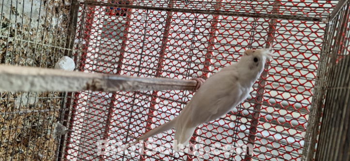 এলভিনো কোকাটেল